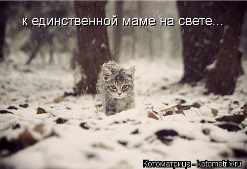 к единственной маме на свете...... Котоматрица: к единственной маме на свете...
