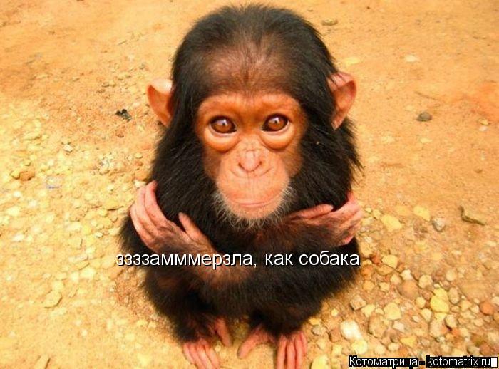 ззззамммерзла, как собака... Котоматрица: ззззамммерзла, как собака