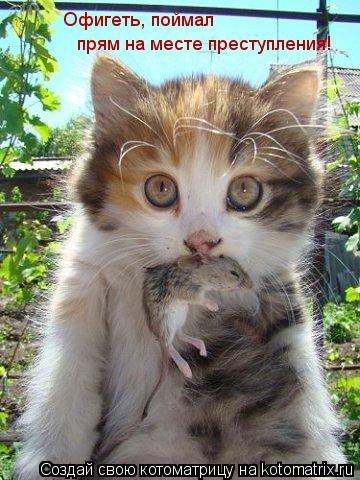 Офигеть, поймал прям на месте преступления!... Котоматрица: Офигеть, поймал прям на месте преступления!