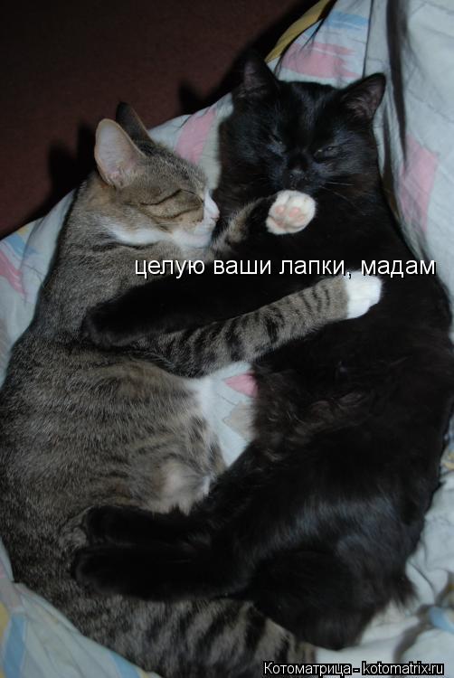 целую ваши лапки, мадам... Котоматрица: целую ваши лапки, мадам