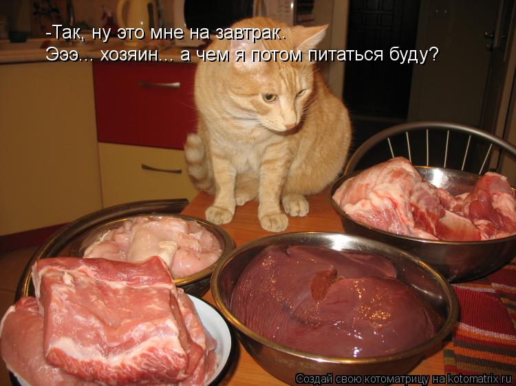 -Так, ну это мне на завтрак . Эээ... хозяин... а чем я потом питаться буду?... Котоматрица: -Так, ну это мне на завтрак . Эээ... хозяин... а чем я потом питаться буду?
