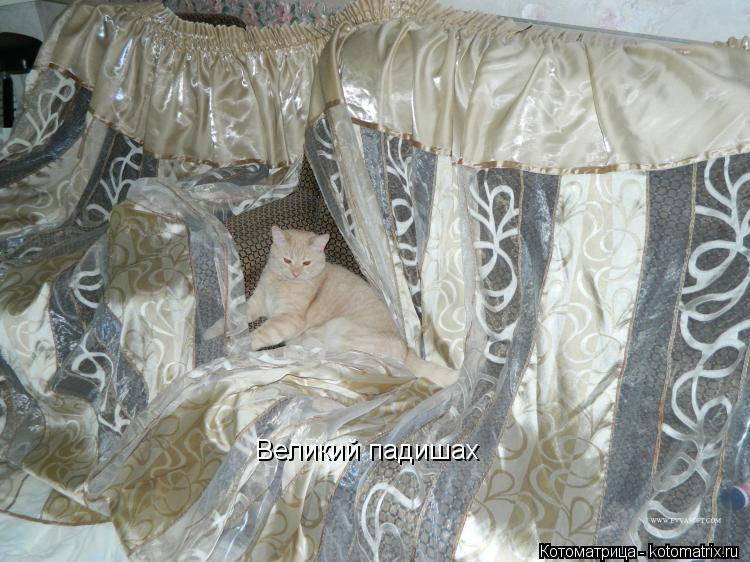 Котоматрица: Великий падишах