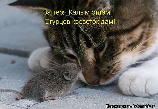 Котоматрица: За тебя Калым отдам, Огурцов креветок дам!