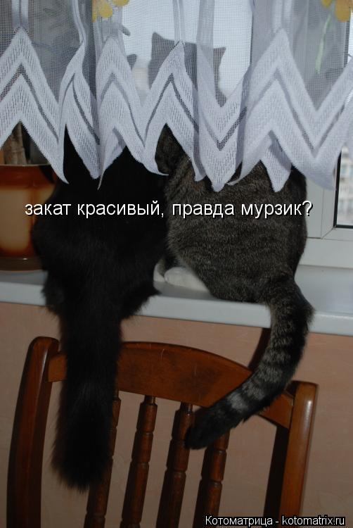 закат красивый, правда мурзик?... Котоматрица: закат красивый, правда мурзик?