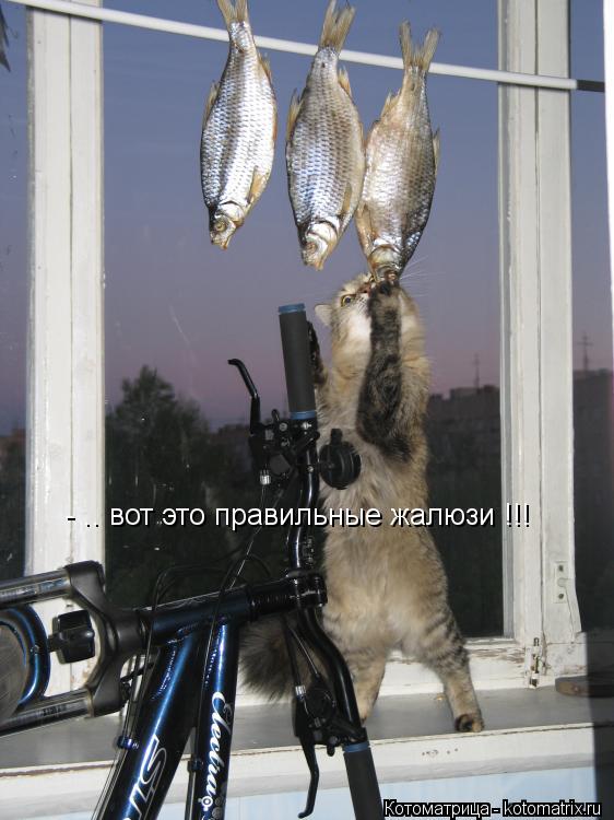 - .. вот это правильные жалюзи !!!... Котоматрица: - .. вот это правильные жалюзи !!!