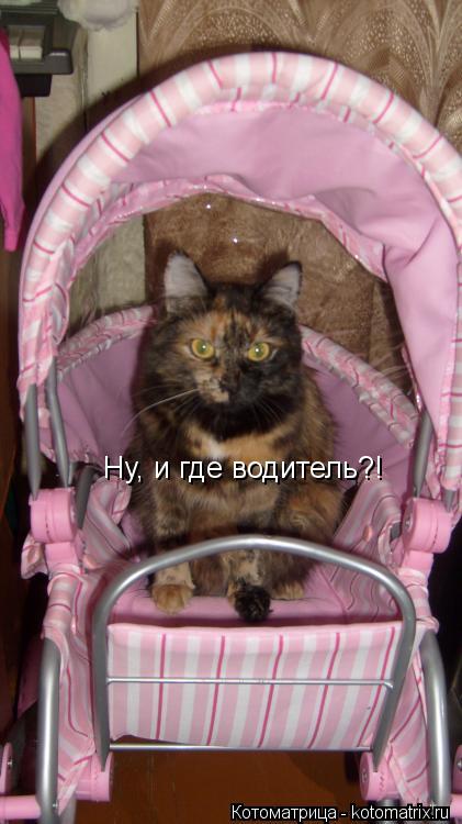 Ну, и где водитель?!... Котоматрица: Ну, и где водитель?!
