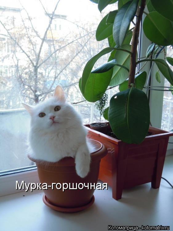 Мурка-горшочная... Котоматрица: Мурка-горшочная