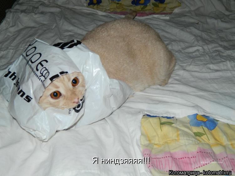Котоматрица: Я ниндзяяяя!!!