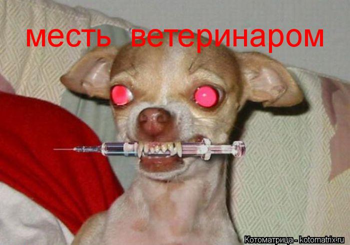 Котоматрица: месть  ветеринаром
