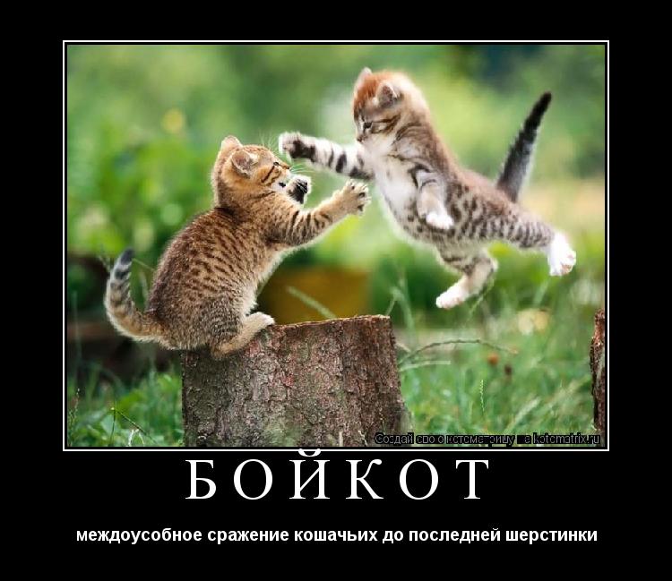 БОЙКОТ междоусобное сражение кошачьих до последней шерстинки... Котоматрица: БОЙКОТ междоусобное сражение кошачьих до последней шерстинки