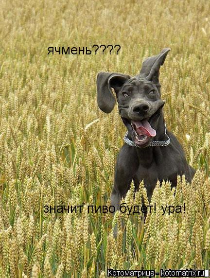 ячмень???? значит пиво будет! ура!... Котоматрица: ячмень???? значит пиво будет! ура!