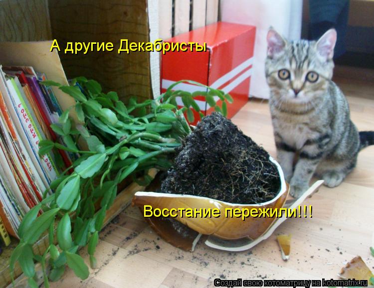 Котоматрица: А другие Декабристы  Восстание пережили!!!