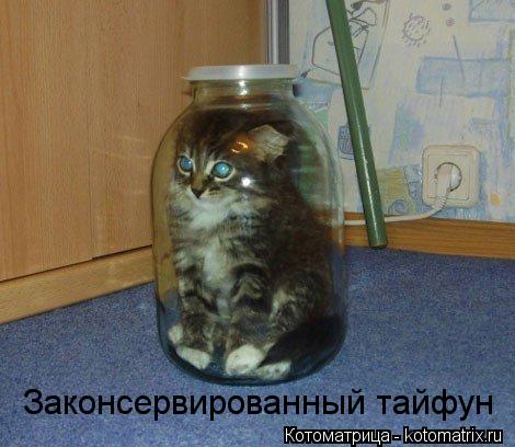 Законсервированный тайфун... Котоматрица: Законсервированный тайфун