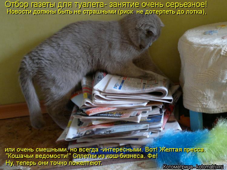 Отбор газеты для туалета- занятие очень серьезное! Новости должны быть не страшными (риск не дотерпе... Котоматрица: Отбор газеты для туалета- занятие очень серьезное! Новости должны быть не страшными (риск не дотерпеть до лотка), или очень смешными, но все