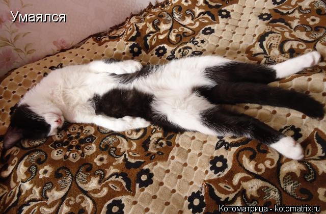 Котоматрица: Умаялся