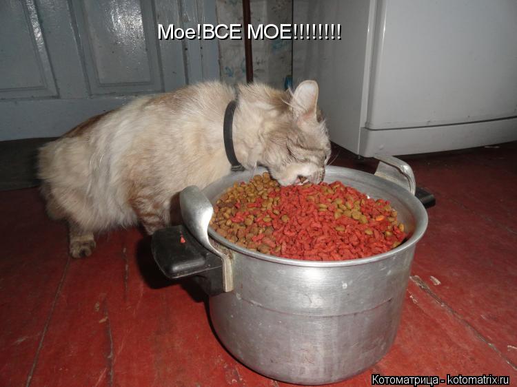 Мое!ВСЕ МОЕ!!!!!!!!... Котоматрица: Мое!ВСЕ МОЕ!!!!!!!!