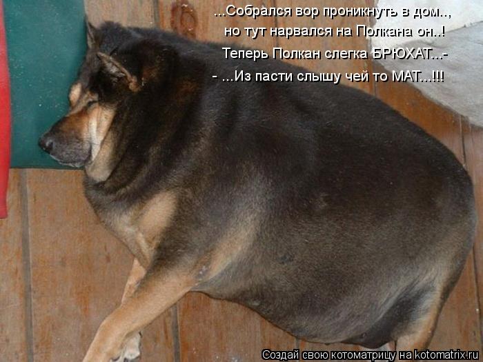 ...Собрался вор проникнуть в дом.., но тут нарвался на Полкана он..! Теперь Полкан слегка БРЮХАТ...-... Котоматрица: ...Собрался вор проникнуть в дом.., но тут нарвался на Полкана он..! Теперь Полкан слегка БРЮХАТ...- - ...Из пасти слышу чей то МАТ...!!!