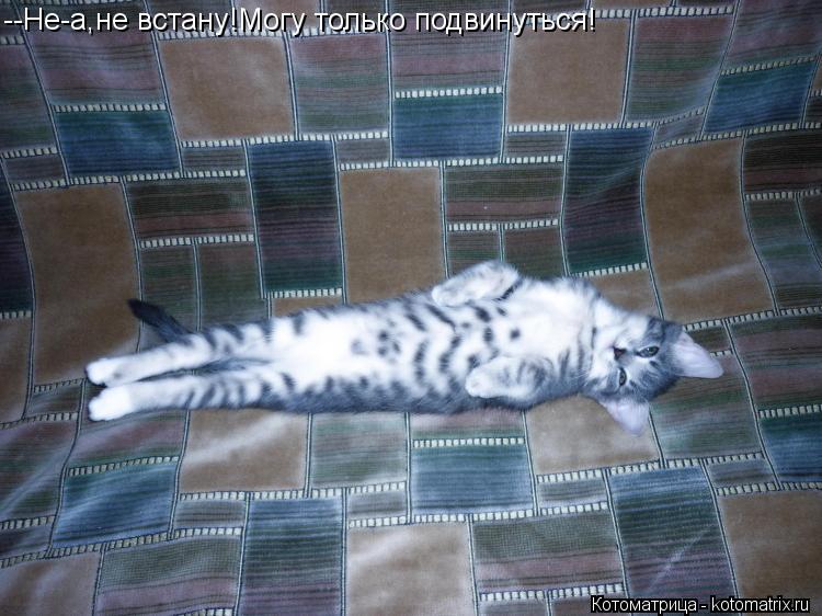 --Не-а,не встану!Могу только подвинуться!... Котоматрица: --Не-а,не встану!Могу только подвинуться!