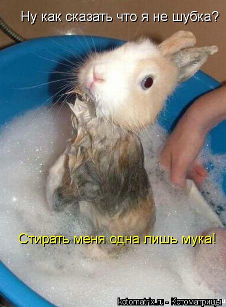 Стирать меня одна лишь мука! Ну как сказать что я не шубка?... Котоматрица: Стирать меня одна лишь мука! Ну как сказать что я не шубка?