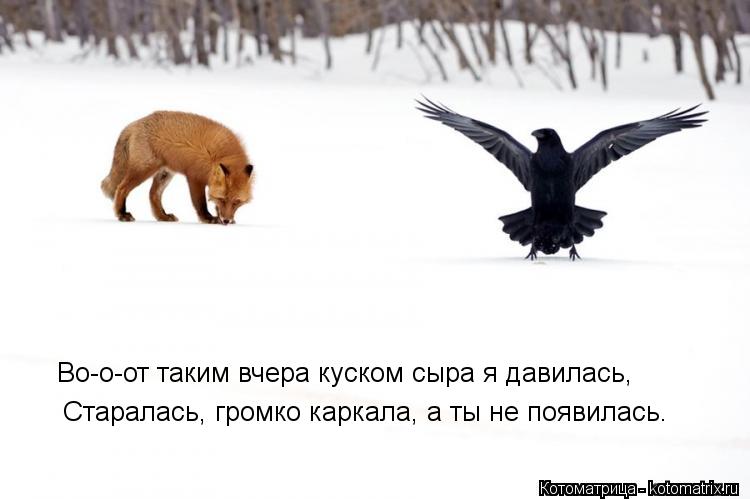 Котоматрица: Во-о-от таким вчера куском сыра я давилась, Старалась, громко каркала, а ты не появилась.