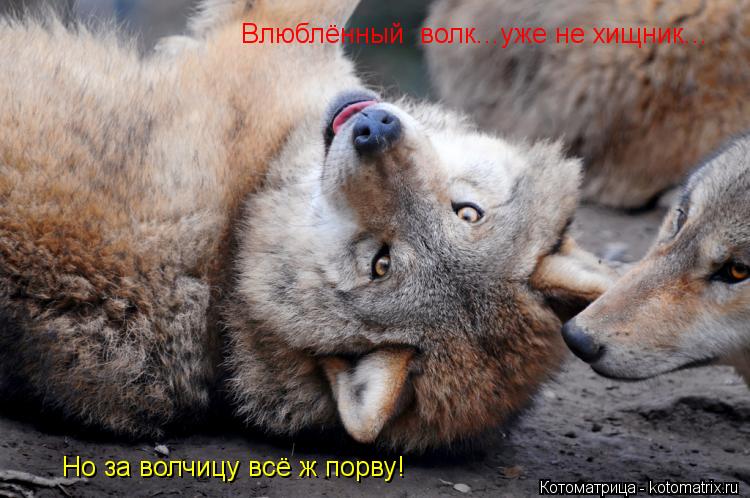 Влюблённый волк...уже не хищник... Но за волчицу всё ж порву!... Котоматрица: Влюблённый волк...уже не хищник... Но за волчицу всё ж порву!