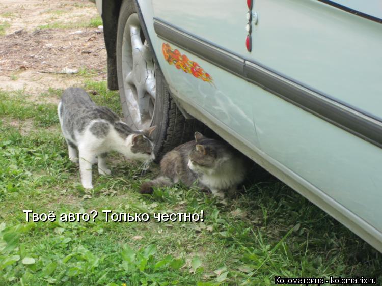 Твоё авто? Только честно!... Котоматрица: Твоё авто? Только честно!