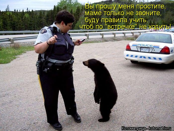 Котоматрица: Вы прошу меня простите, маме только не звоните, буду правила учить, чтоб по "встречке" не ходить!