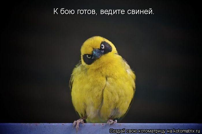 К бою готов, ведите свиней.... Котоматрица: К бою готов, ведите свиней.