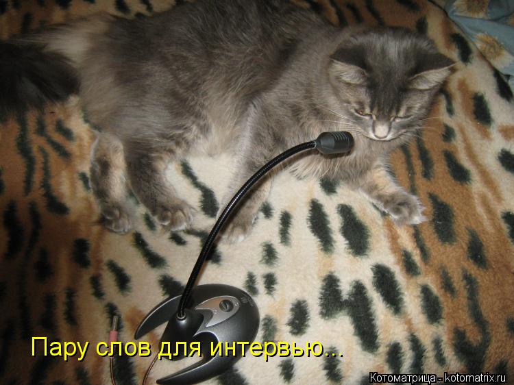 Пару слов для интервью...... Котоматрица: Пару слов для интервью...