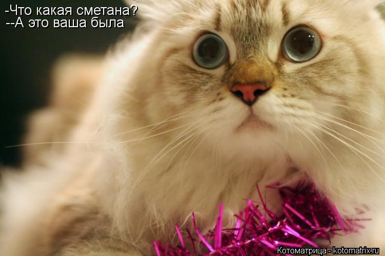 -Что какая сметана? --А это ваша была... Котоматрица: -Что какая сметана? --А это ваша была