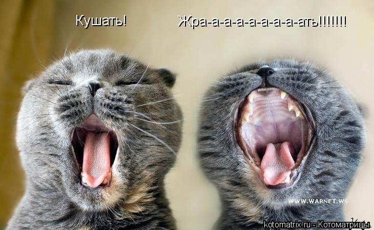 Кушать! Жра-а-а-а-а-а-а-а-ать!!!!!!!... Котоматрица: Кушать! Жра-а-а-а-а-а-а-а-ать!!!!!!!