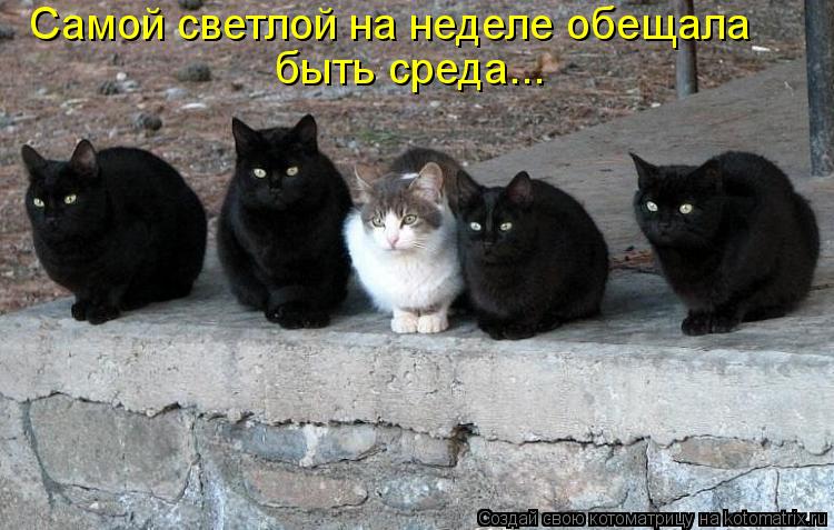 Самой светлой на неделе обещала быть среда...... Котоматрица: Самой светлой на неделе обещала быть среда...