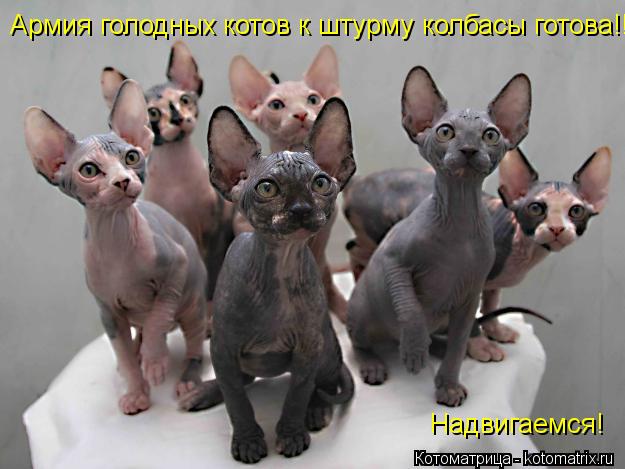 Армия голодных котов к штурму колбасы готова!! Надвигаемся!... Котоматрица: Армия голодных котов к штурму колбасы готова!! Надвигаемся!