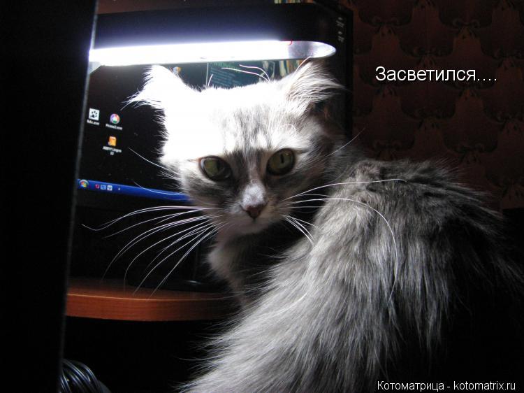 Засветился....... Котоматрица: Засветился....