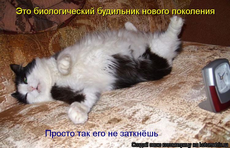 Это биологический будильник нового поколения Просто так его не заткнёшь... Котоматрица: Это биологический будильник нового поколения Просто так его не заткнёшь