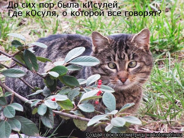 До сих пор была кИсулей. Где кОсуля, о которой все говорят?... Котоматрица: До сих пор была кИсулей. Где кОсуля, о которой все говорят?