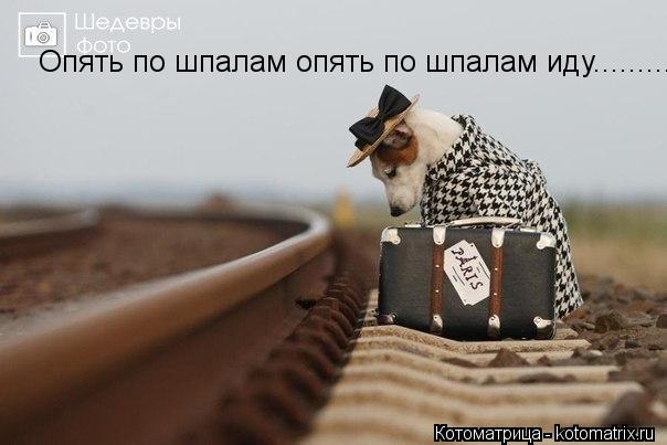 Котоматрица: Опять по шпалам опять по шпалам иду............