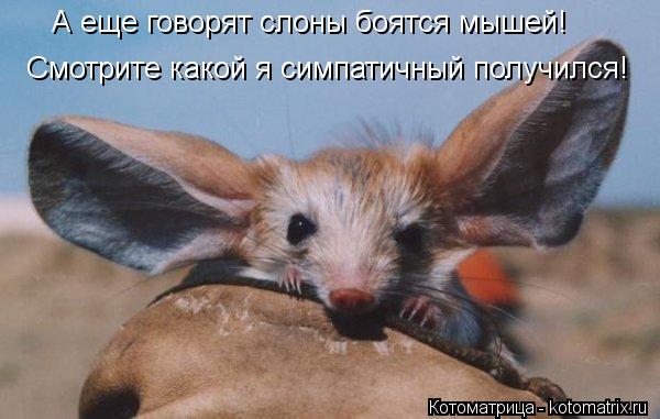А еще говорят слоны боятся мышей! Смотрите какой я симпатичный получился!... Котоматрица: А еще говорят слоны боятся мышей! Смотрите какой я симпатичный получился!