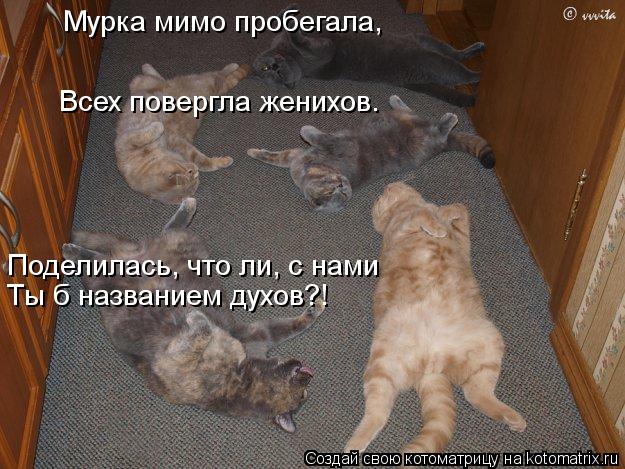 Мурка мимо пробегала, Поделилась, что ли, с нами Ты б названием духов?! Всех повергла женихов.... Котоматрица: Мурка мимо пробегала, Поделилась, что ли, с нами Ты б названием духов?! Всех повергла женихов.