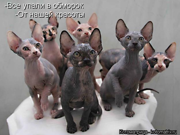 -Все упали в обморок -От нашей красоты... Котоматрица: -Все упали в обморок -От нашей красоты