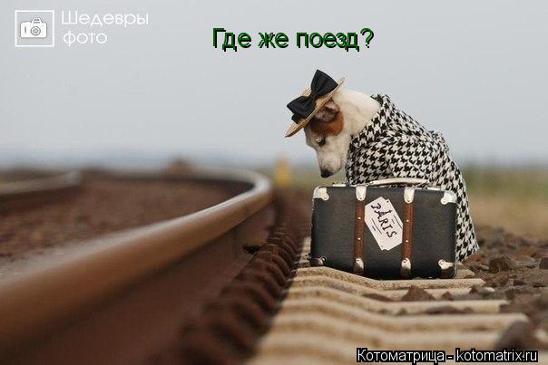 Где же поезд?... Котоматрица: Где же поезд?