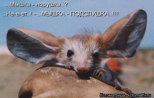 ...Мышка - норушка..? ..Не-е-ет..! - ..МЫШКА - ПОДСЛУШКА..!!!... Котоматрица: ...Мышка - норушка..? ..Не-е-ет..! - ..МЫШКА - ПОДСЛУШКА..!!!