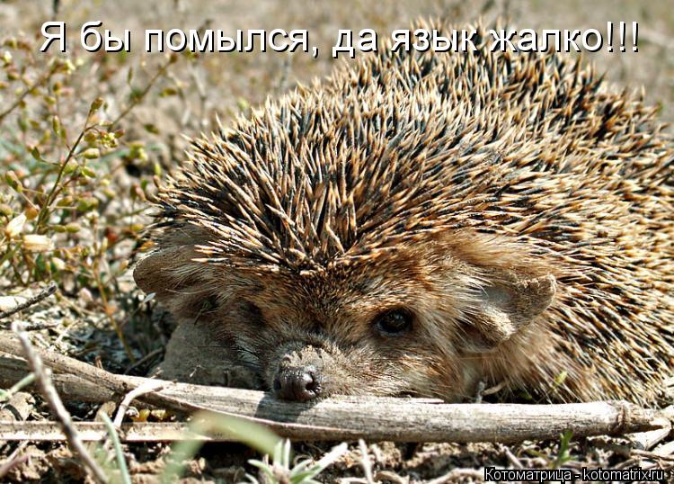 Котоматрица: Я бы помылся, да язык жалко!!!