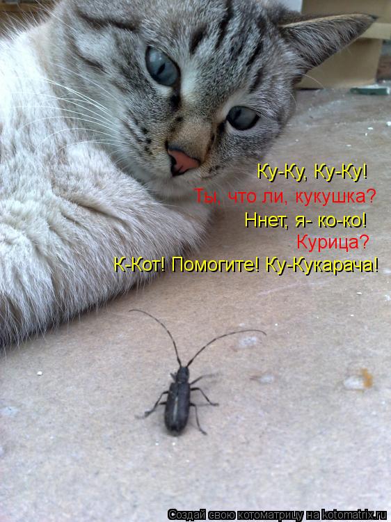 Ку-Ку, Ку-Ку! Ты, что ли, кукушка? Ннет, я- ко-ко! Курица? К-Кот! Помогите! Ку-Кукарача!... Котоматрица: Ку-Ку, Ку-Ку! Ты, что ли, кукушка? Ннет, я- ко-ко! Курица? К-Кот! Помогите! Ку-Кукарача!