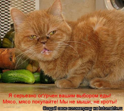 Я серьезно огУрчен вашим выбором еды! Мясо, мясо покупайте! Мы не мыши, не кроты!... Котоматрица: Я серьезно огУрчен вашим выбором еды! Мясо, мясо покупайте! Мы не мыши, не кроты!