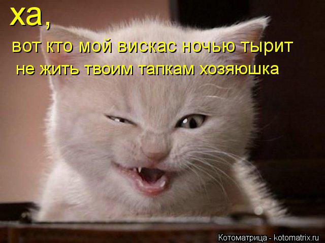 Котоматрица: ха, вот кто мой вискас ночью тырит не жить твоим тапкам хозяюшка