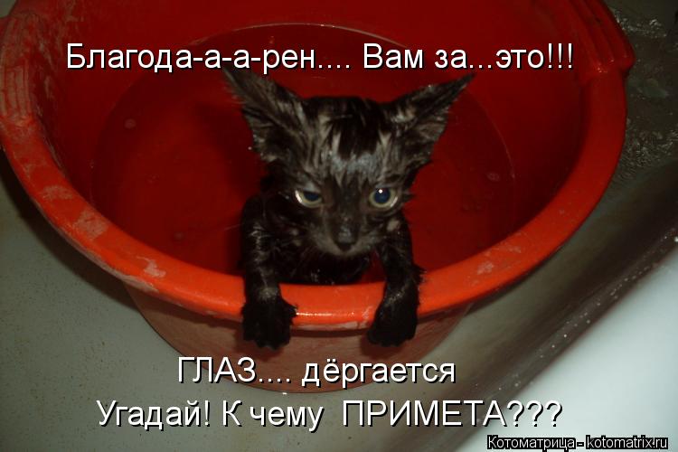 ГЛАЗ.... дёргается Благода-а-а-рен.... Вам за...это!!! Угадай! К чему ПРИМЕТА???... Котоматрица: ГЛАЗ.... дёргается Благода-а-а-рен.... Вам за...это!!! Угадай! К чему ПРИМЕТА???