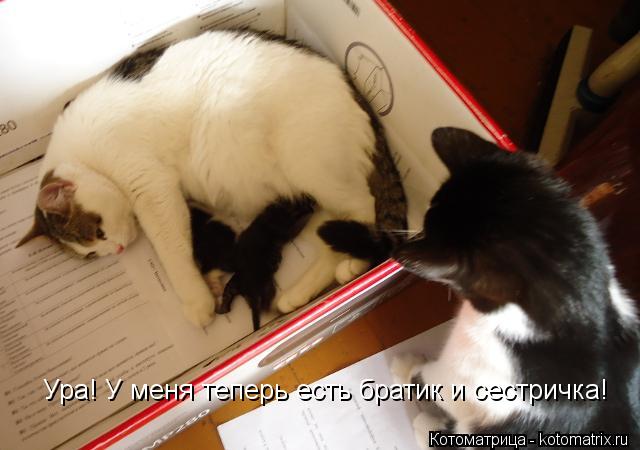 Котоматрица: Ура! У меня теперь есть братик и сестричка!