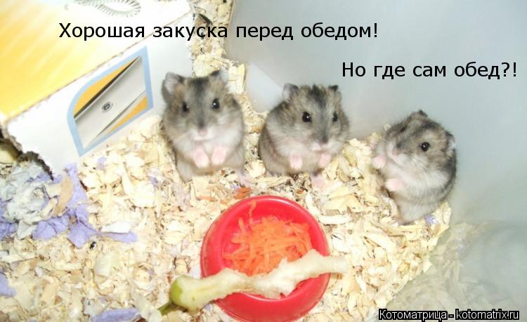 Котоматрица: Хорошая закуска перед обедом! Но где сам обед?!
