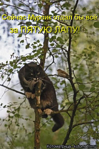 Сейчас Мурзик отдал бы всё за ПЯТУЮ ЛАПУ!... Котоматрица: Сейчас Мурзик отдал бы всё за ПЯТУЮ ЛАПУ!